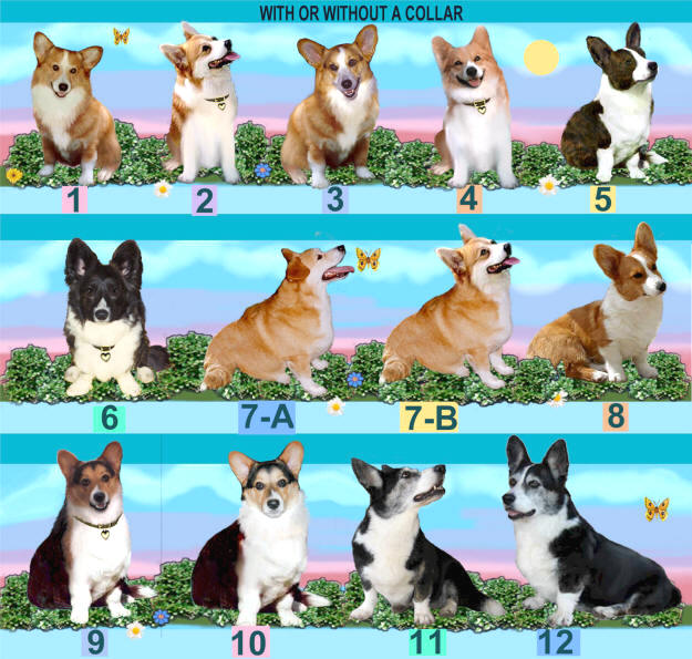 WELSH%20CORGI%201-12-new.jpg